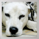 Search for dalmatian puppy posters Dalmation