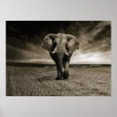 Search for elephant photos posters Wildlife