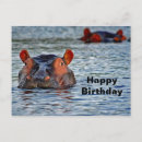 Search for hippo postcards Birthday