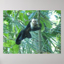 Search for capuchin posters Costa rica