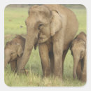 Search for indian elephant stickers Baby