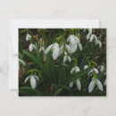 Search for snowdrop flower cards Nature