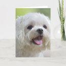 Search for dog panting cards Domestic animals