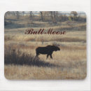 Search for moose photography Outdoors