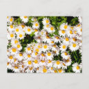 Search for flowerbeds postcards Botanical