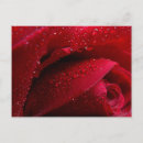 Search for rose macro postcards Flower