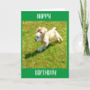 Search for cocker spaniel photography Birthday