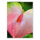 Search for obake Anthurium