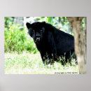 Search for jaguars photography Animals