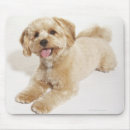 Search for loyalty photography Domestic animals