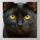 Search for black cat posters Eyes