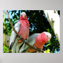 Search for rose breasted posters Cockatoo
