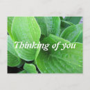 Search for hosta postcards Nature
