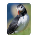 Search for beak magnets Comical