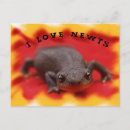 Search for newt postcards Animals