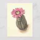 Search for cactus postcards Vintage