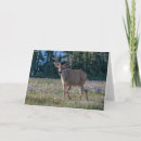 Search for black tailed cards Olympic national park