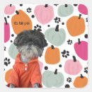 Search for puppy paw stickers Modern