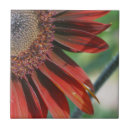 Search for burnt orange tiles Nature