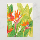 Search for bird of paradise postcards Tropical