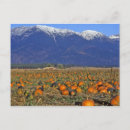 Search for pumpkin patch postcards Orange