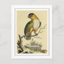 Search for vintage bird postcards Cockatoo