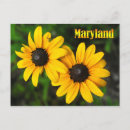 Search for black eyed susans postcards Daisy