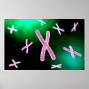 Search for chromosomes posters Medicine