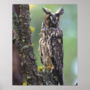 Search for owl ears art Hunter