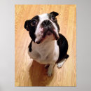 Search for boston terrier posters Baby animals