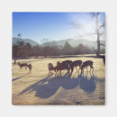Search for japan magnets Deer