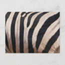 Search for black and white zebra postcards Animal
