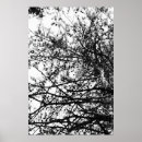 Search for pine cone posters Abstract