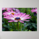 Search for delicate posters Daisy