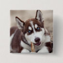 Search for siberian husky badges Alaskan malamute