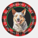 Search for black australian cattle dog Animal