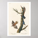 Search for californian posters Bird