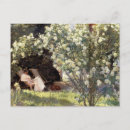 Search for s rose postcards Garden