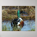 Search for anas posters Wildlife photography