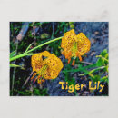 Search for tiger lilies postcards Green