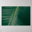 Search for banana leaf posters Pattern