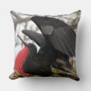 Search for frigate Bird