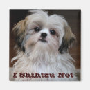 Search for shihtzu magnets Dog