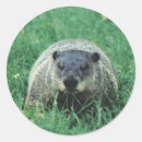 Search for phil stickers Groundhog