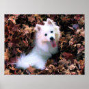 Search for american eskimo dog art Puppy