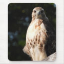 Search for tailed hawk mousepads Nature photography
