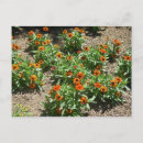 Search for zinnia flower postcards Beautiful