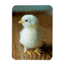 Search for chicken magnets Livestock