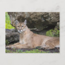 Search for panthers postcards Animal