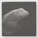 Search for tank coasters Fish